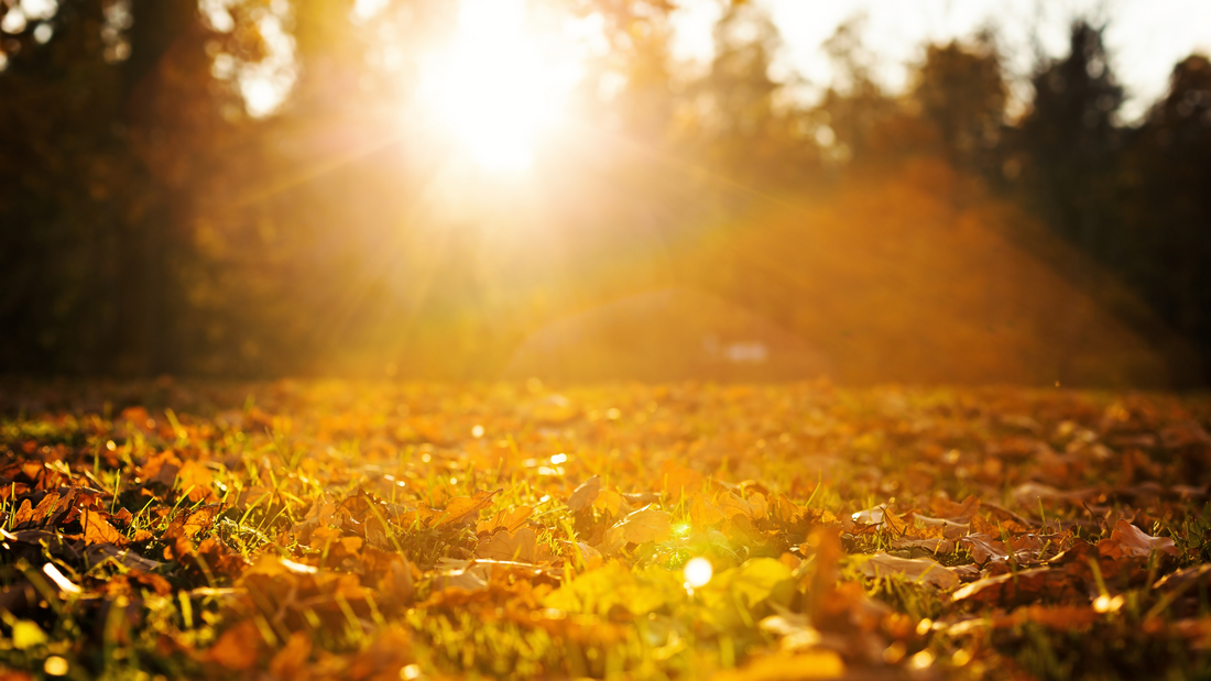 Embrace the Magic of Fall: 5 Habits for a Smooth Transition