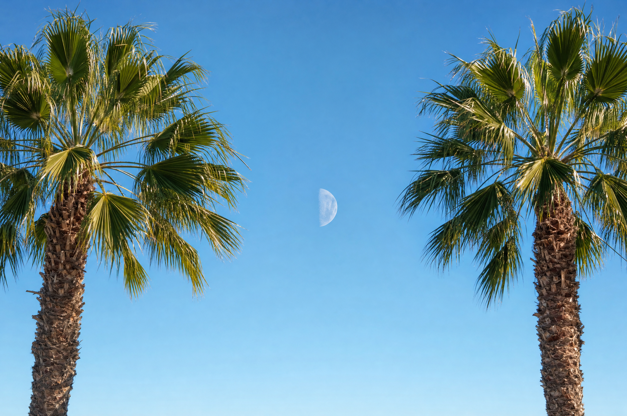 first quarter half moon in a blue afternoon sky between two fan palms