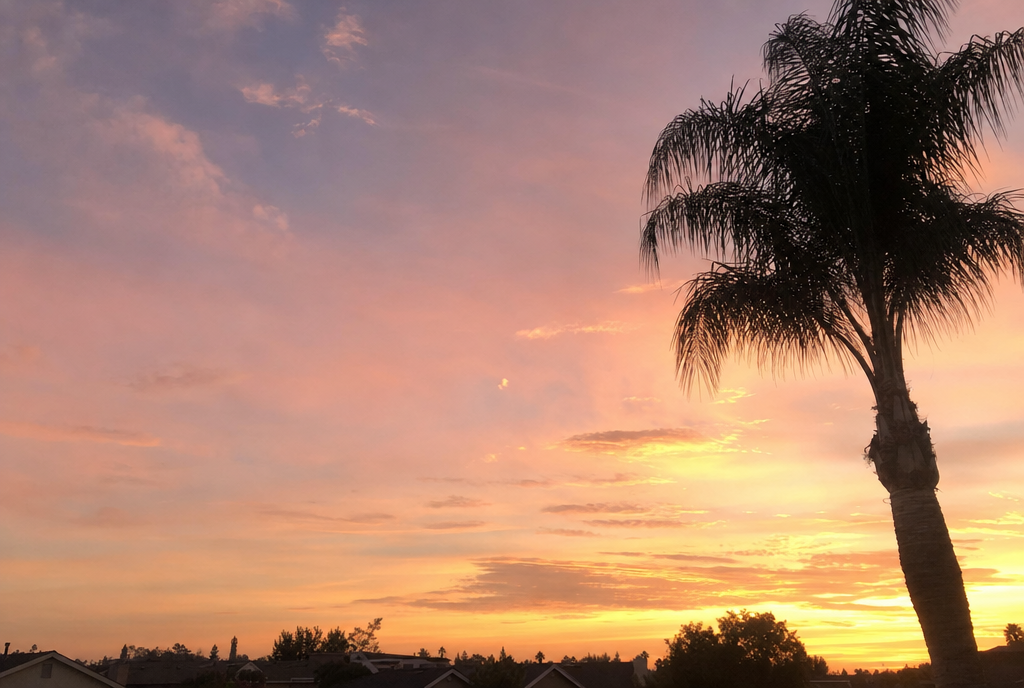 golden hour sky in warm peach and pink with a palm tree silhouette at the right edge and a low rooftop line at the bottom